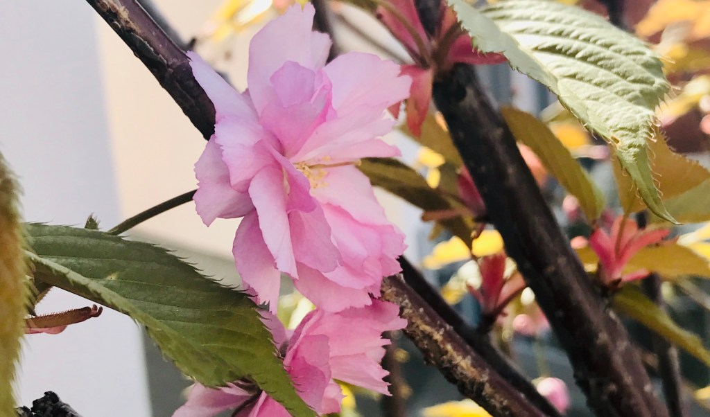 Joy in the Small&nbsp;Moments